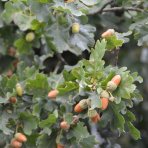 Dub plstnatý (Quercus pubescens) - výška 300-320 cm, kont. C55L - VIACKMENNÝ